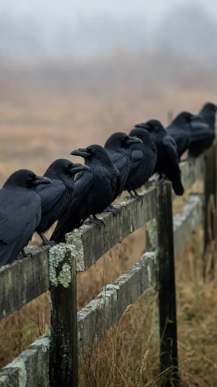8. A Fence Line of Black Crows Perched in a Row